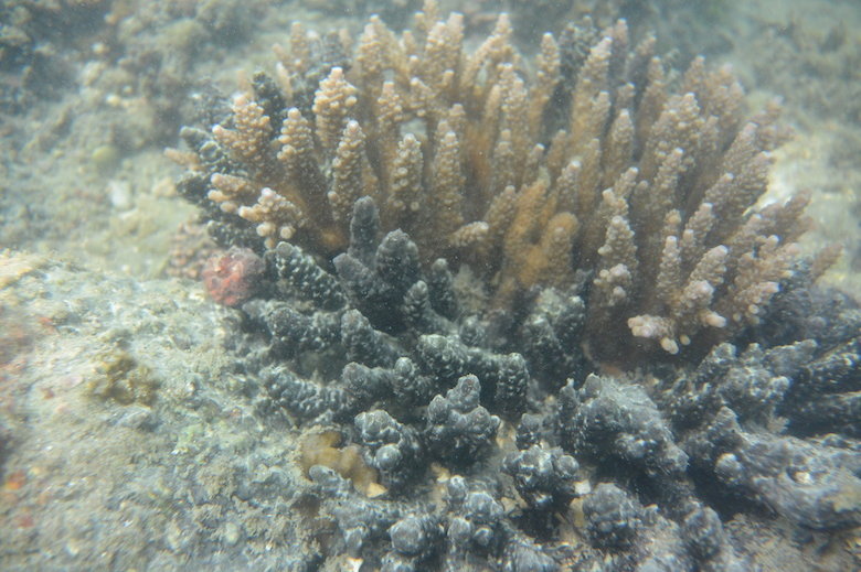 Corals&#x20;in&#x20;Palk&#x20;Bay&#x20;regain&#x20;their&#x20;natural&#x20;form&#x20;and&#x20;colour&#x20;&#x28;brown&#x29;&#x20;when&#x20;placed&#x20;under&#x20;a&#x20;hood.&#x20;Part&#x20;of&#x20;the&#x20;coral&#x20;is&#x20;still&#x20;infected&#x20;&#x28;black&#x29;.