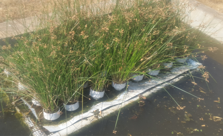 Plant&#x20;beds&#x20;for&#x20;treatment&#x20;of&#x20;dye-contaminated&#x20;water