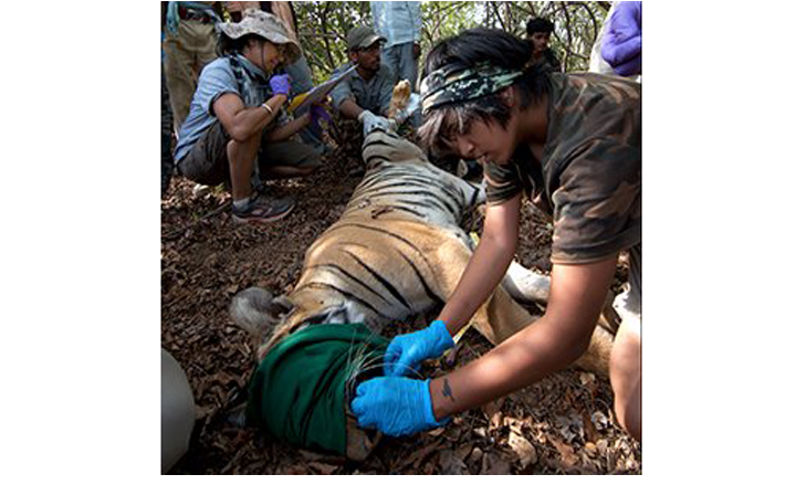 Pallavi&#x20;Ghaskadbi&#x20;examining&#x20;canines&#x20;of&#x20;a&#x20;tiger&#x20;in&#x20;Brahmapuri&#x20;forest&#x20;division,&#x20;Maharashtra.