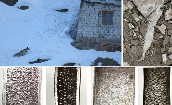 Top&#x20;left&#x20;&#x2013;&#x20;Red&#x20;Fox&#x20;&#x28;Vulpes&#x20;vulpes&#x29;&#x20;approaching&#x20;a&#x20;settlement&#x3B;&#x20;Top&#x20;right&#x20;-&#x20;Red&#x20;Fox&#x20;scat&#x3B;&#x20;Bottom&#x20;&#x28;left&#x20;to&#x20;right&#x29;&#x20;&#x2013;&#x20;Pattern&#x20;of&#x20;medulla&#x20;as&#x20;seen&#x20;&#x20;&#x20;&#x20;&#x20;under&#x20;the&#x20;microscope&#x20;for&#x20;Goat,&#x20;Rodent,&#x20;Blue&#x20;sheep&#x20;&#x28;Pseudois&#x20;nayaur&#x29;&#x20;and&#x20;Urial&#x20;&#x28;Ovis&#x20;orientalis&#x29;&#x20;hair