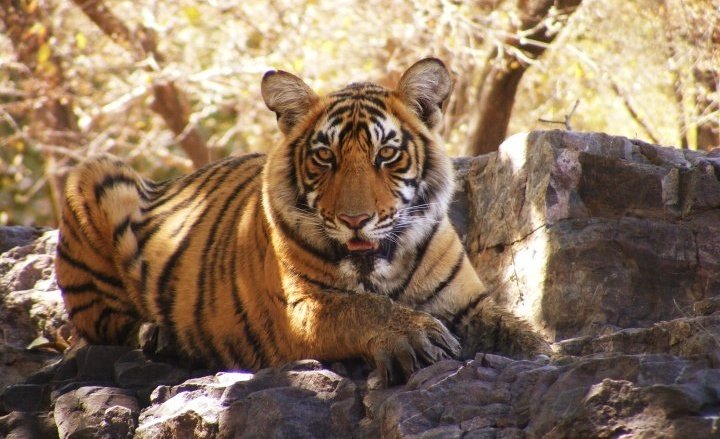 A&#x20;female&#x20;tiger&#x20;resting&#x20;in&#x20;its&#x20;natural&#x20;habitat&#x20;in&#x20;Ranthambore&#x20;Tiger&#x20;Reserve