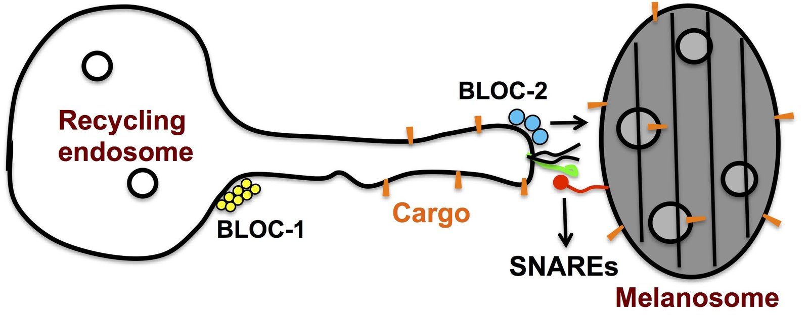 Graphical&#x20;representation&#x20;of&#x20;the&#x20;delivery&#x20;of&#x20;melanin-synthesizing&#x20;proteins&#x20;to&#x20;maturing&#x20;melanosomes