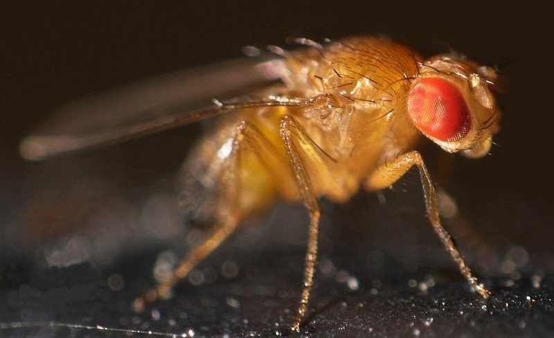 Fruit&#x20;fly&#x20;study&#x20;reveals&#x20;a&#x20;toxic&#x20;relationship&#x20;between&#x20;lead&#x20;and&#x20;immunity