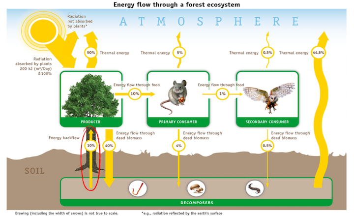 Incorrect&#x20;diagram&#x20;of&#x20;energy&#x20;flow&#x20;through&#x20;a&#x20;forest&#x20;ecosystem