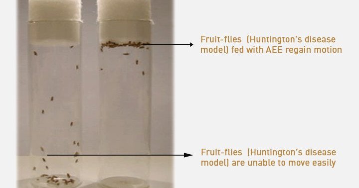Scientists discover a molecule that may help fight Huntington's disease ...