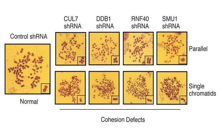 Chromatid&#x20;cohesion&#x20;defects&#x20;following&#x20;CRL7-SMU&#x20;knockdown