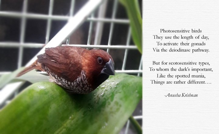 Spotted&#x20;Munia&#x20;&#x28;Lonchura&#x20;punctulata&#x29;&#x20;