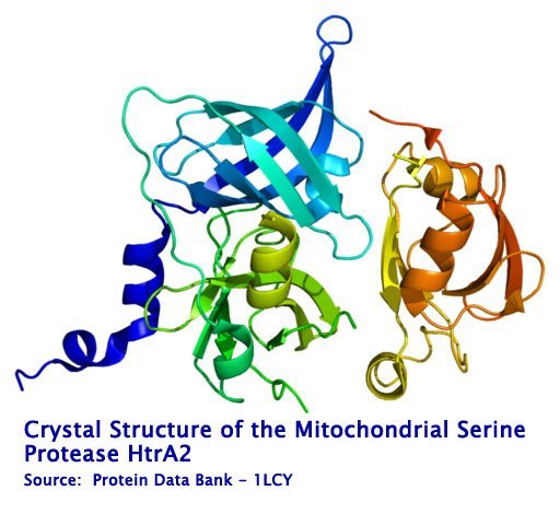 Protein&#x20;HTRA2&#x20;PDB&#x20;1lcy