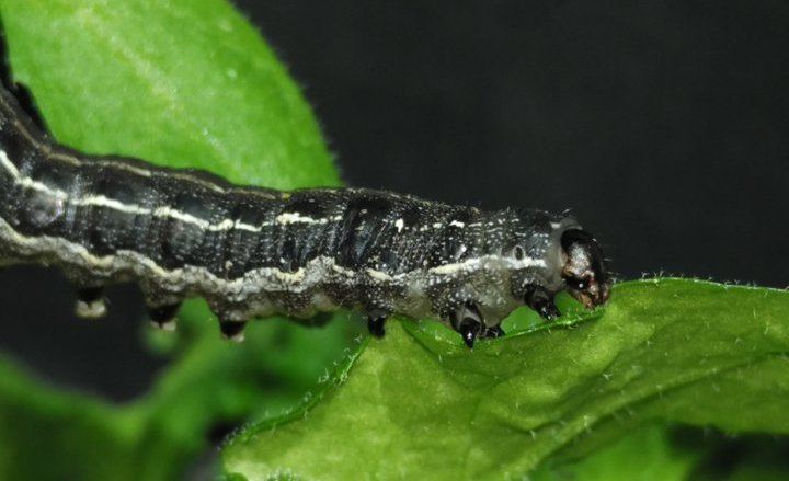 Tobacco&#x20;cutworm&#x20;&#x28;Spodoptera&#x20;litura&#x29;&#x20;on&#x20;Arabidopsis&#x20;leaf