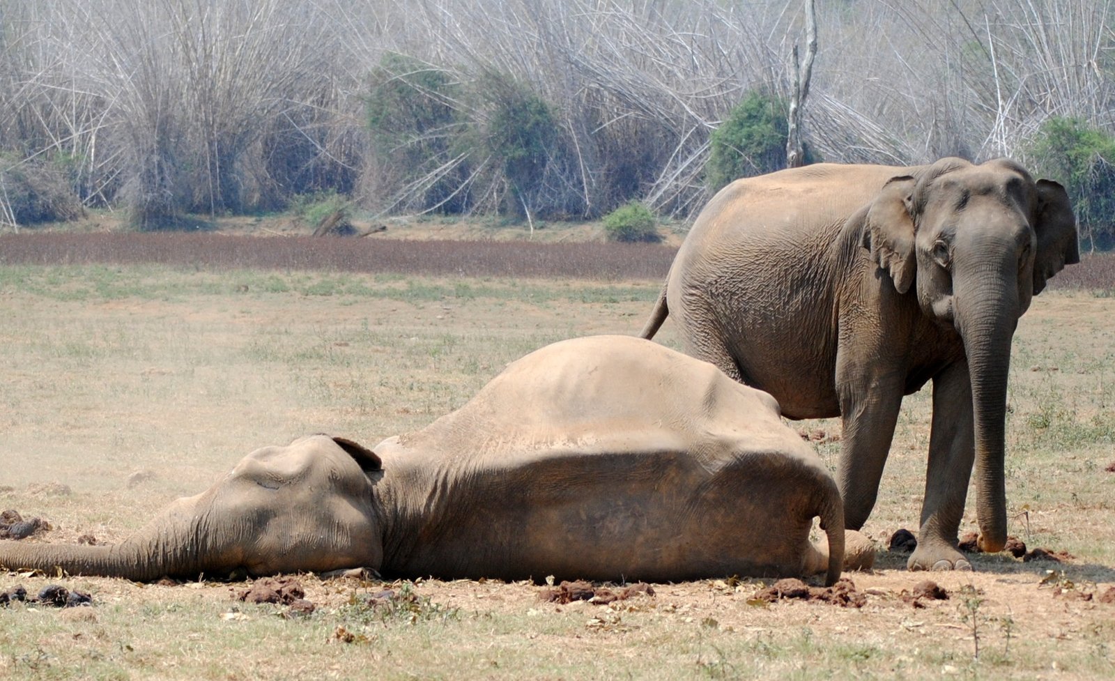 An&#x20;elephant&#x20;matriarch&#x20;with&#x20;an&#x20;old&#x20;female