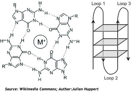 G-quadruplex