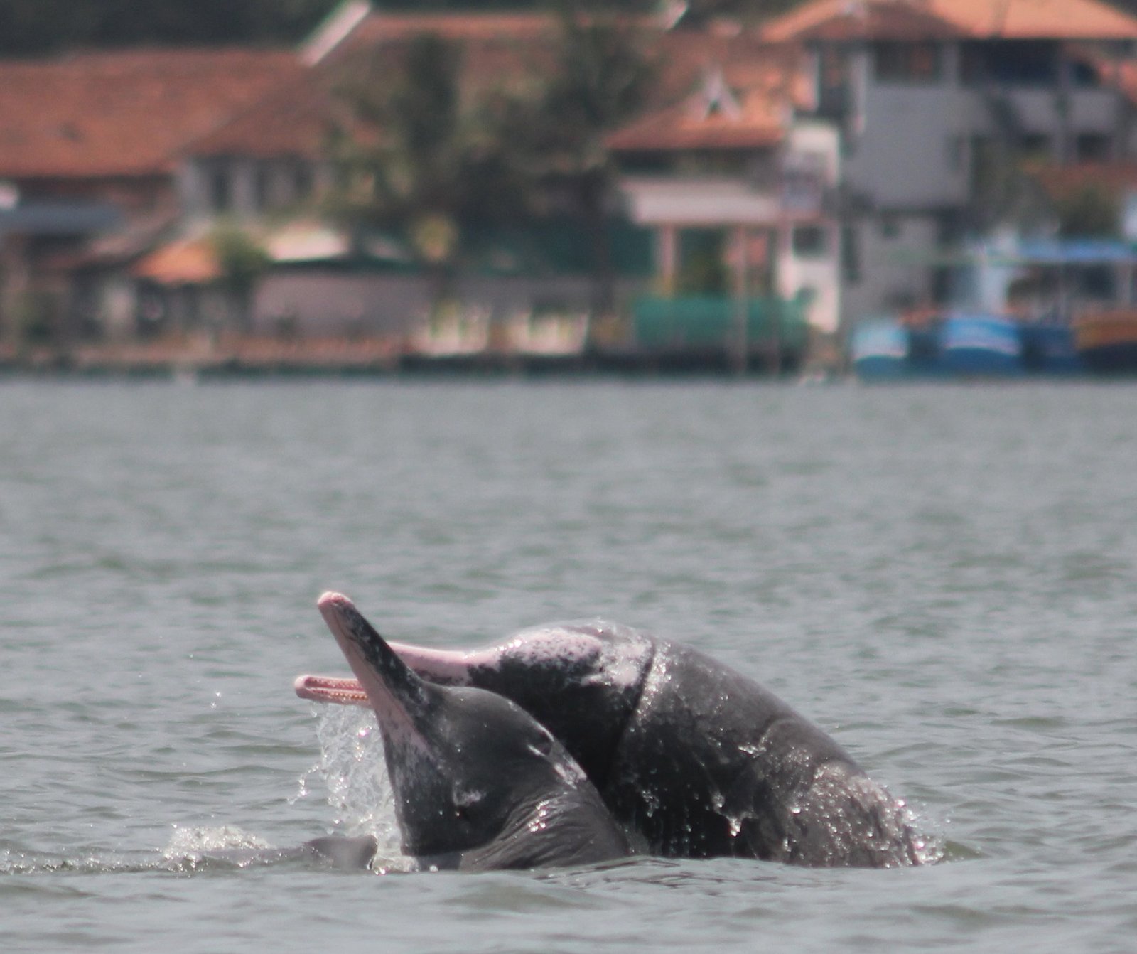 A&#x20;pair&#x20;of&#x20;dolphins