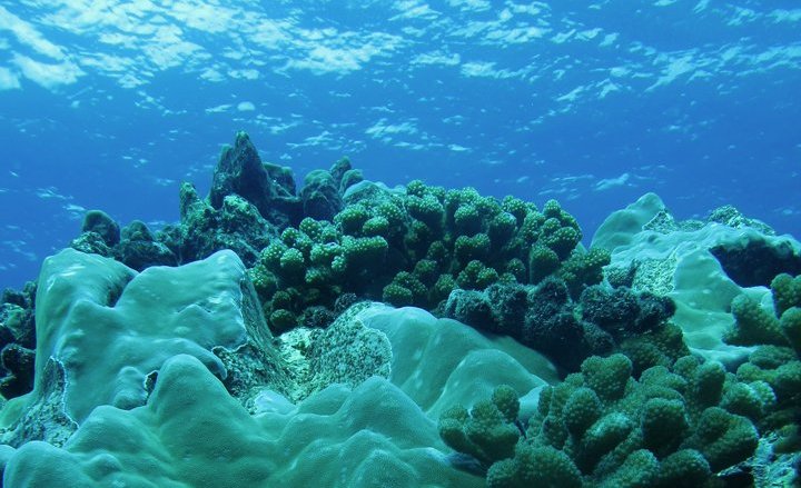 Reefscape&#x20;showing&#x20;bleached&#x20;corals&#x20;along&#x20;with&#x20;bleaching&#x20;resilient&#x20;corals&#x20;species-&#x20;Pocillopora&#x20;and&#x20;Porites.&#x20;Melon&#x20;butterflyfish&#x20;usually&#x20;avoid&#x20;the&#x20;latter&#x20;in&#x20;unbleached&#x20;reefs&#x20;but&#x20;are&#x20;forced&#x20;to&#x20;feed&#x20;on&#x20;them&#x20;when&#x20;bleaching&#x20;kills&#x20;their&#x20;preferred&#x20;corals