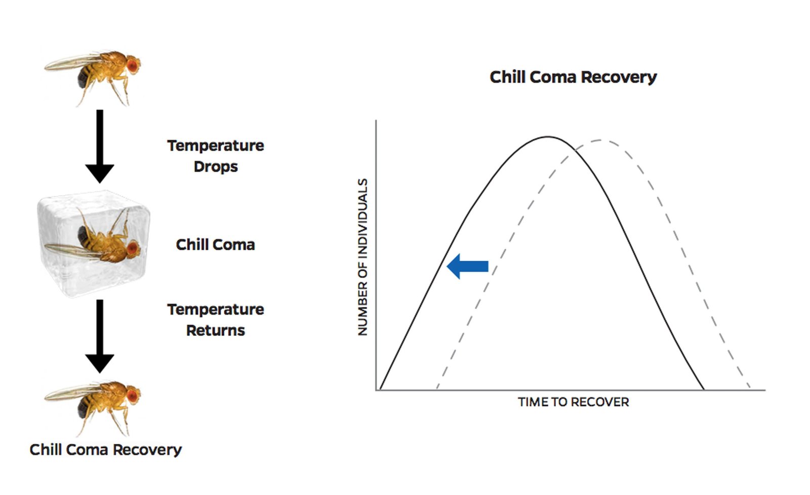 Chill&#x20;coma&#x20;recovery&#x20;test&#x20;is&#x20;used&#x20;as&#x20;a&#x20;tool&#x20;to&#x20;study&#x20;the&#x20;genetics&#x20;of&#x20;fruit&#x20;flies