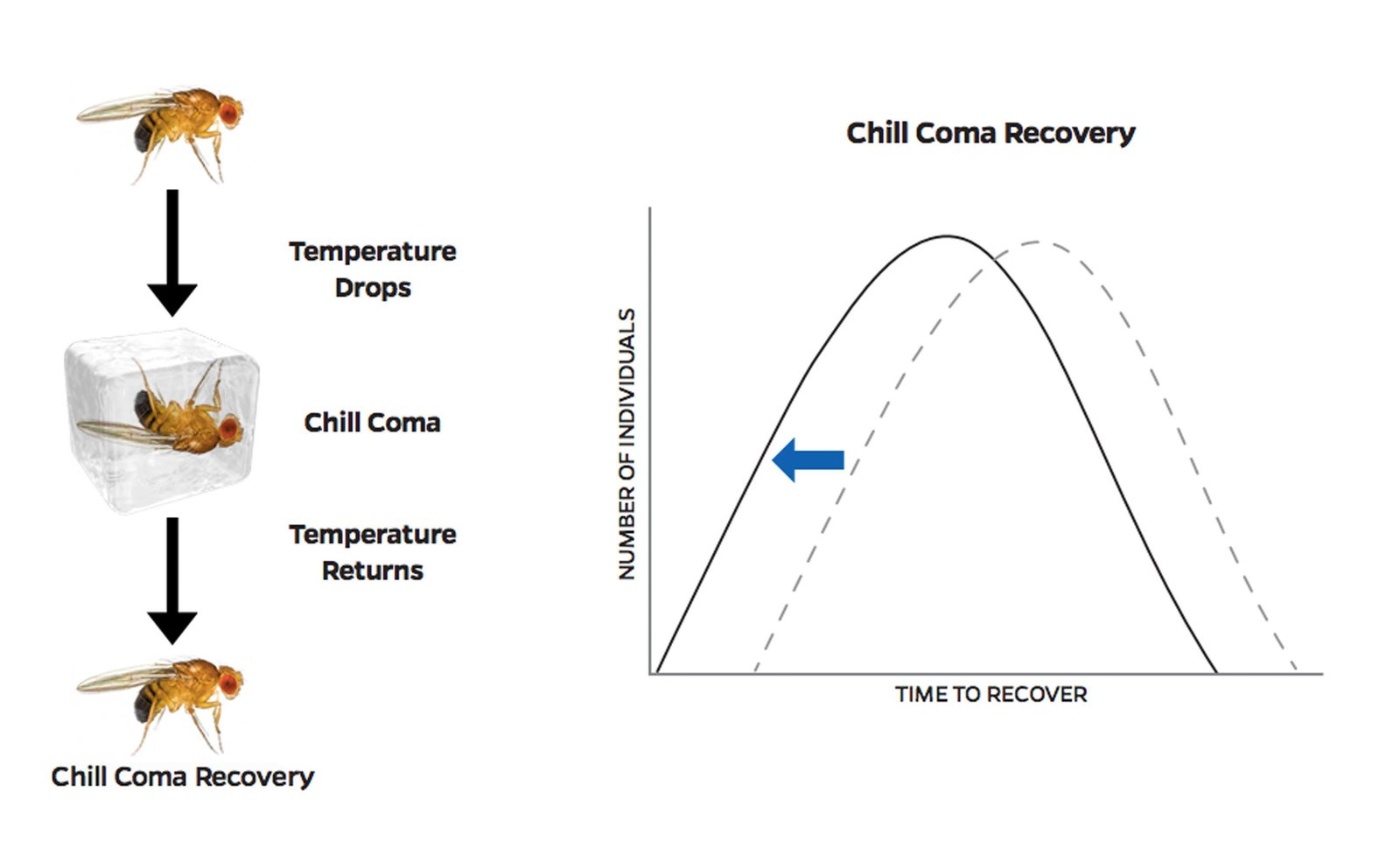 Teaching climate change and rapid evolution the case of the comatose