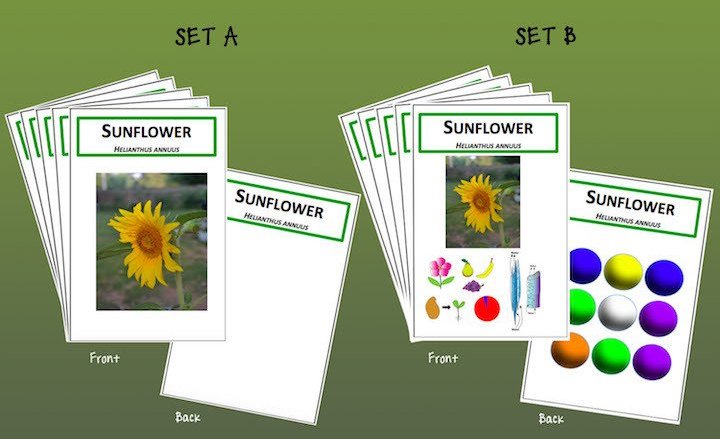 Introducing the Phylo Trading Card Game DIY Home School Activity