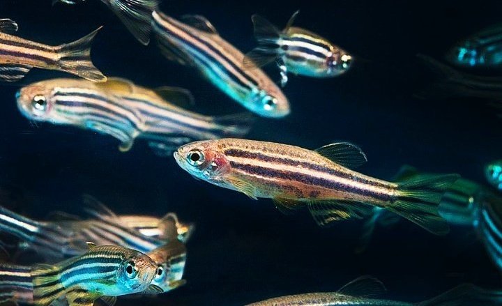 &#x200B;Zebrafish&#x20;may&#x20;hold&#x20;the&#x20;key&#x20;to&#x20;restoring&#x20;lost&#x20;vision