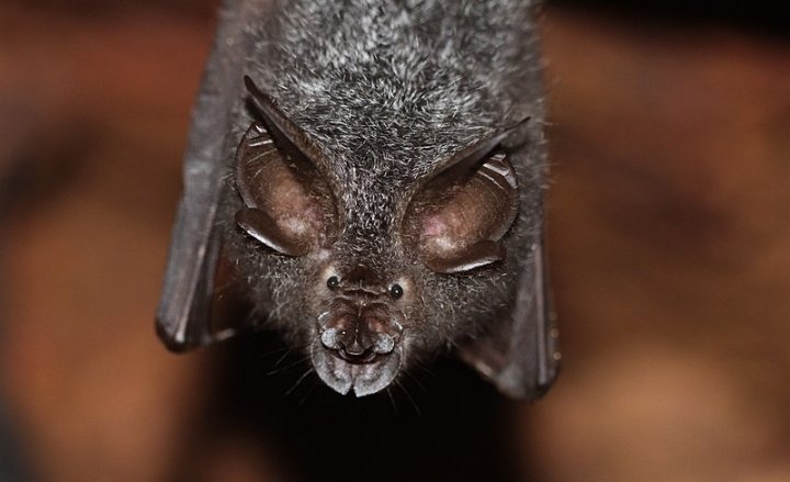 Rhinolophus&#x20;beddomei,&#x20;one&#x20;of&#x20;the&#x20;horseshoe&#x20;bats&#x20;detected&#x20;in&#x20;low&#x20;numbers&#x20;in&#x20;the&#x20;current&#x20;study.