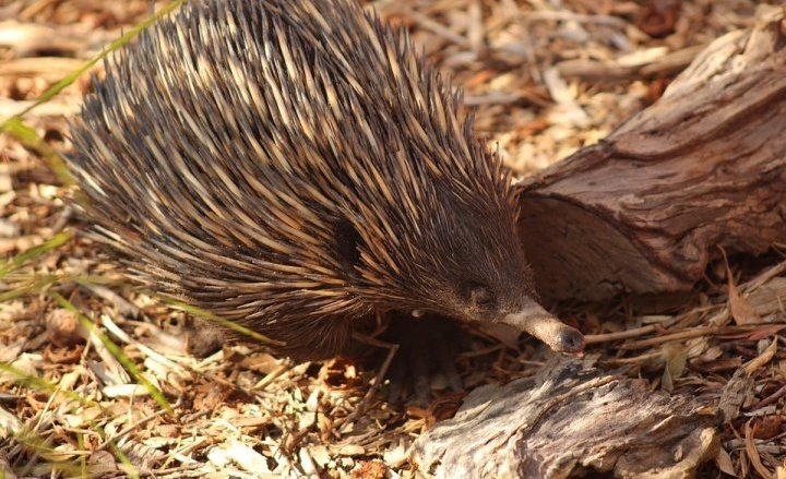 Fighting superbugs using echidna milk - IndiaBioscience