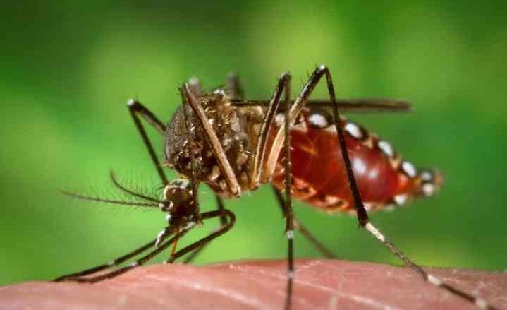 Aedes&#x20;aegypti&#x20;during&#x20;blood&#x20;meal