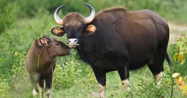 Bug story: Looking at Indian Bison domestication through the lens of gut  microbes - IndiaBioscience