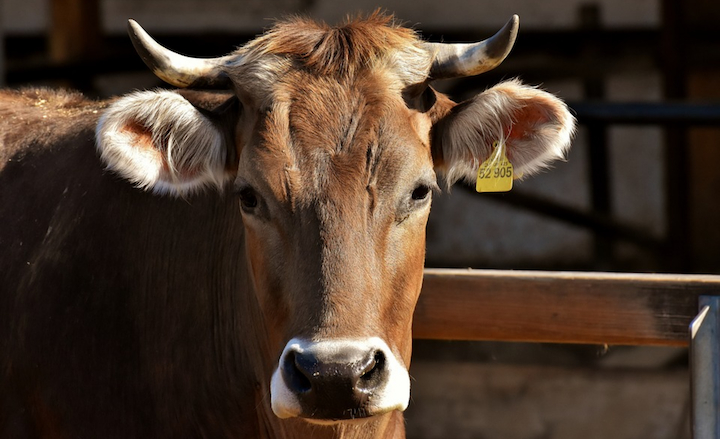 Bovine&#x20;serum&#x20;is&#x20;harvested&#x20;from&#x20;the&#x20;unborn&#x20;foetus&#x20;of&#x20;pregnant&#x20;cows