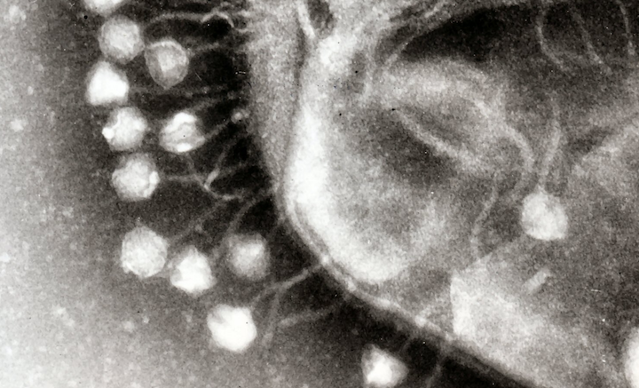 Edna&#x20;phage