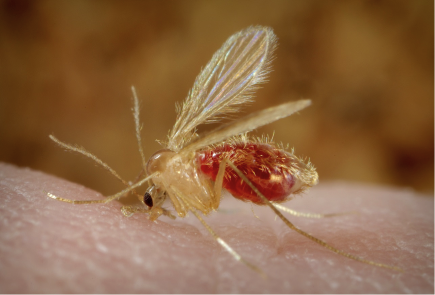 A&#x20;Phlebotomus&#x20;papatasi&#x20;sand&#x20;fly