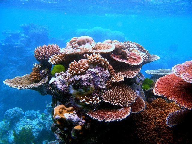Coral&#x20;Outcrop&#x20;Flynn&#x20;Reef