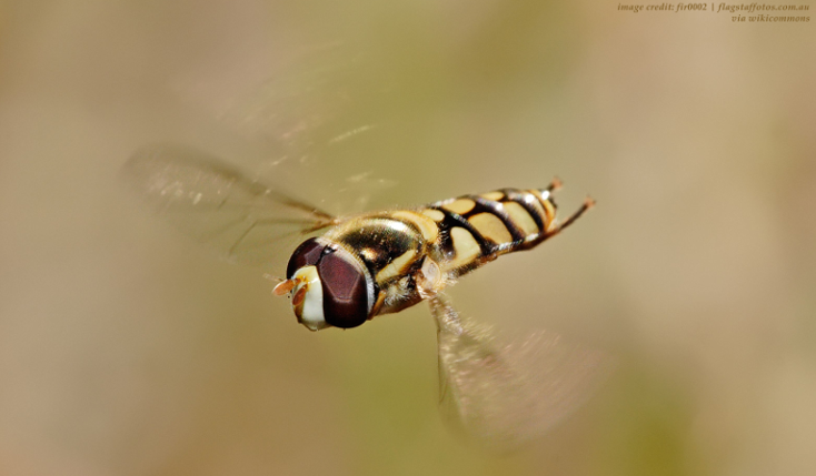 Insect&#x20;in&#x20;flight
