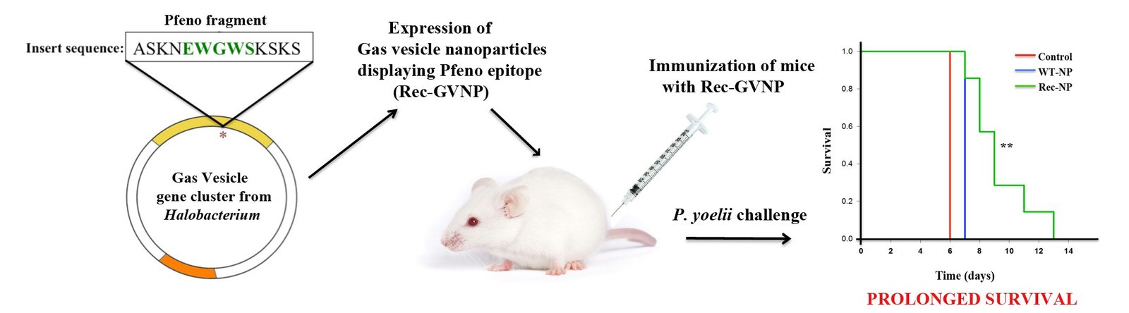 Protection&#x20;conferred&#x20;by&#x20;pentapeptide&#x20;antigen&#x20;derived&#x20;from&#x20;Plasmodium&#x20;spp&#x20;enolase