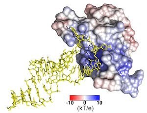 Structural&#x20;model&#x20;of&#x20;TAF15&#x20;RNA&#x20;complex&#x20;with&#x20;stick&#x20;representation&#x20;of&#x20;RNA&#x20;&#x28;yellow&#x29;&#x20;on&#x20;electrostatic&#x20;surface&#x20;of&#x20;TAF15-RRM&#x20;showing&#x20;a&#x20;&#x28;blue&#x29;&#x20;cavity.&#x20;&#x20;