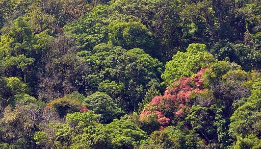 Wynaad&#x20;forest&#x20;colours