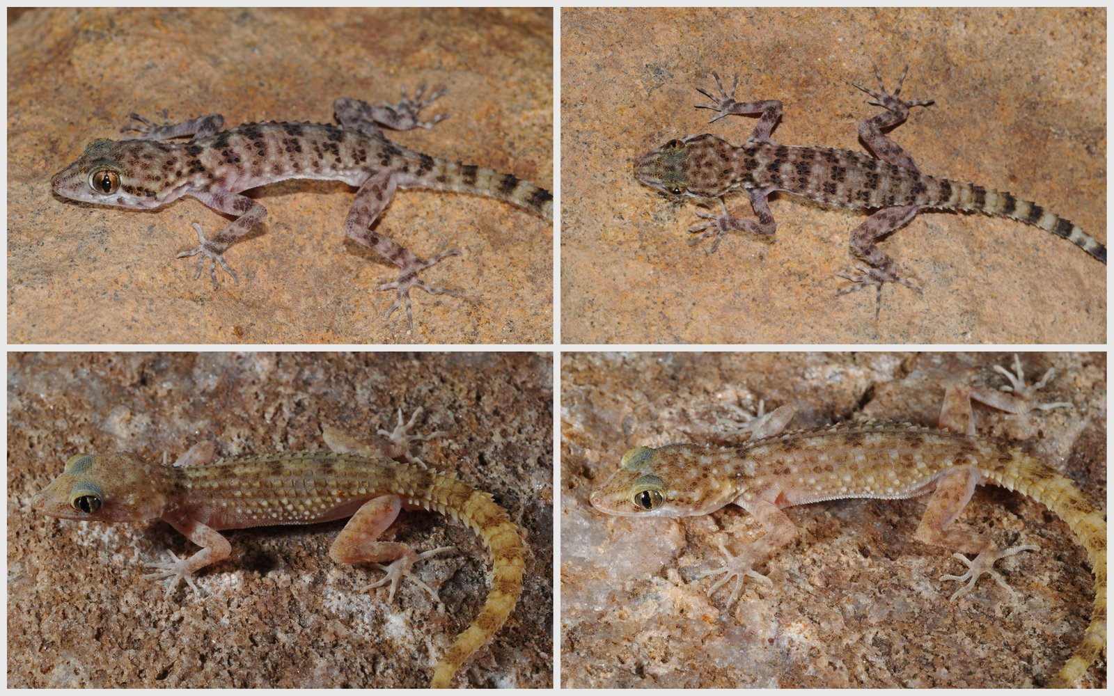 Examples&#x20;of&#x20;species&#x20;from&#x20;the&#x20;Cyrtopodion&#x20;group&#x20;that&#x20;look&#x20;very&#x20;similar&#x20;to&#x20;each&#x20;other