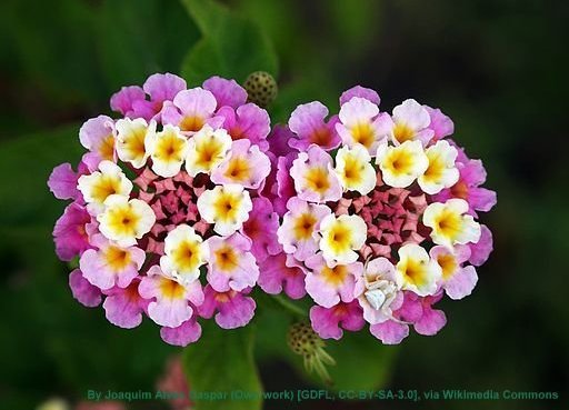 Twin&#x20;lantana&#x20;camara&#x20;