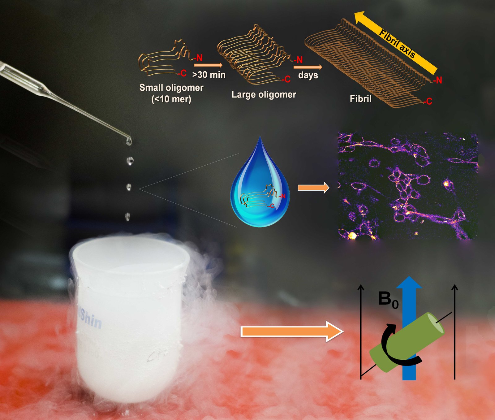 Schematic&#x20;of&#x20;the&#x20;two&#x20;techniques&#x20;that&#x20;work&#x20;together&#x20;to&#x20;probe&#x20;the&#x20;structure&#x20;of&#x20;the&#x20;oligomers