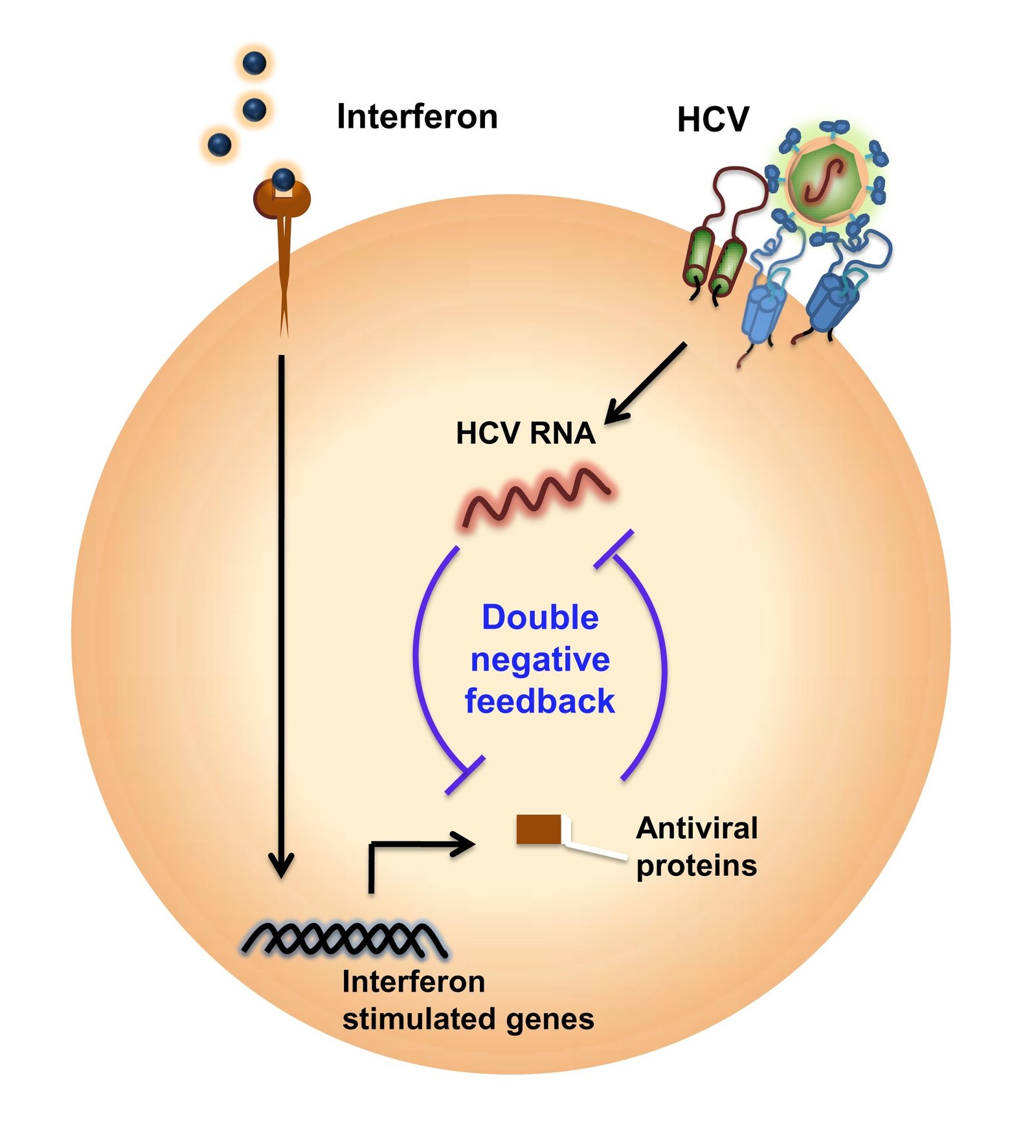 Schematic&#x20;representation&#x20;of&#x20;the&#x20;interferon-signaling&#x20;network&#x20;and&#x20;its&#x20;interaction&#x20;with&#x20;HCV