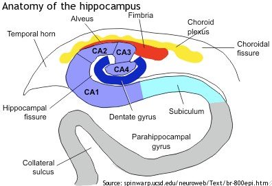 Anatomy&#x20;of&#x20;the&#x20;hippocampus