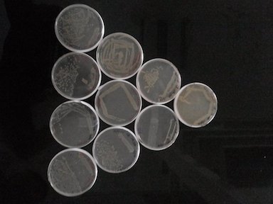 Escherichia&#x20;coli&#x20;bacteria&#x20;form&#x20;the&#x20;chassis&#x20;organism&#x20;used&#x20;in&#x20;iGEM.&#x20;Seen&#x20;here&#x20;is&#x20;an&#x20;arrangement&#x20;of&#x20;E.&#x20;coli&#x20;streaked&#x20;on&#x20;Luria&#x20;Bertani&#x20;&#x28;LB&#x29;&#x20;agar&#x20;plates.