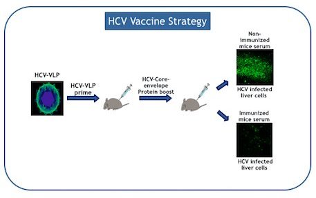 HCV&#x20;Vaccine&#x20;Strategy