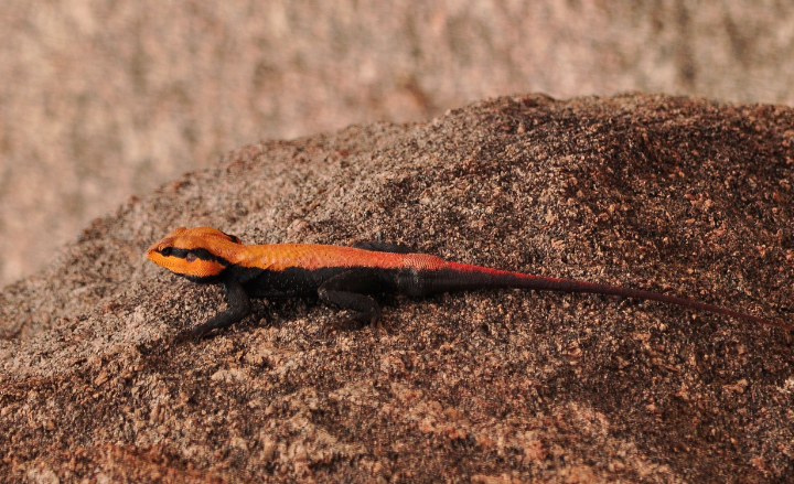 Psammophilus&#x20;dorsalis&#x20;male&#x20;in&#x20;courtship&#x20;&#x28;Credits&#x3A;&#x20;Anuradha&#x20;Batabyal&#x29;