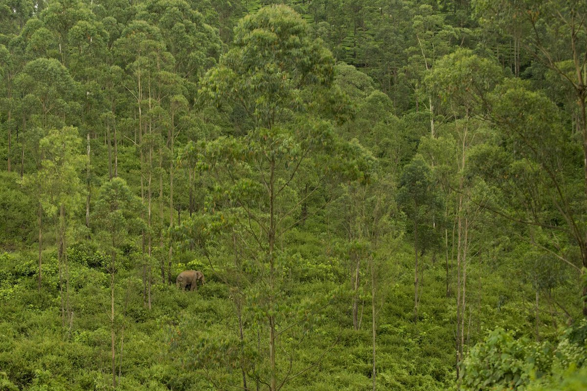 &#x20;Elephant&#x20;wandering&#x20;through&#x20;the&#x20;Ghats