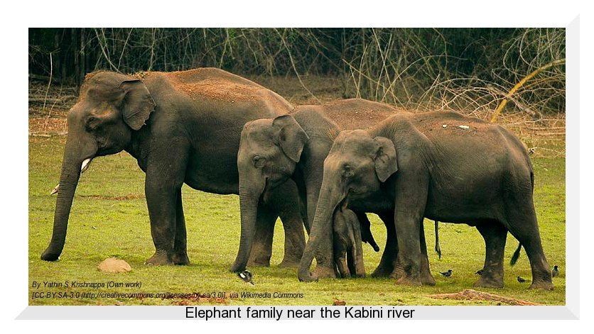 Elephant&#x20;family&#x20;at&#x20;Kabini