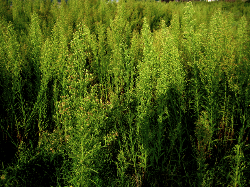 Canadian&#x20;Horseweed&#x20;in&#x20;Kashmir