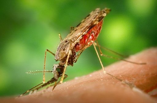 Anopheles&#x20;albimanus&#x20;mosquito