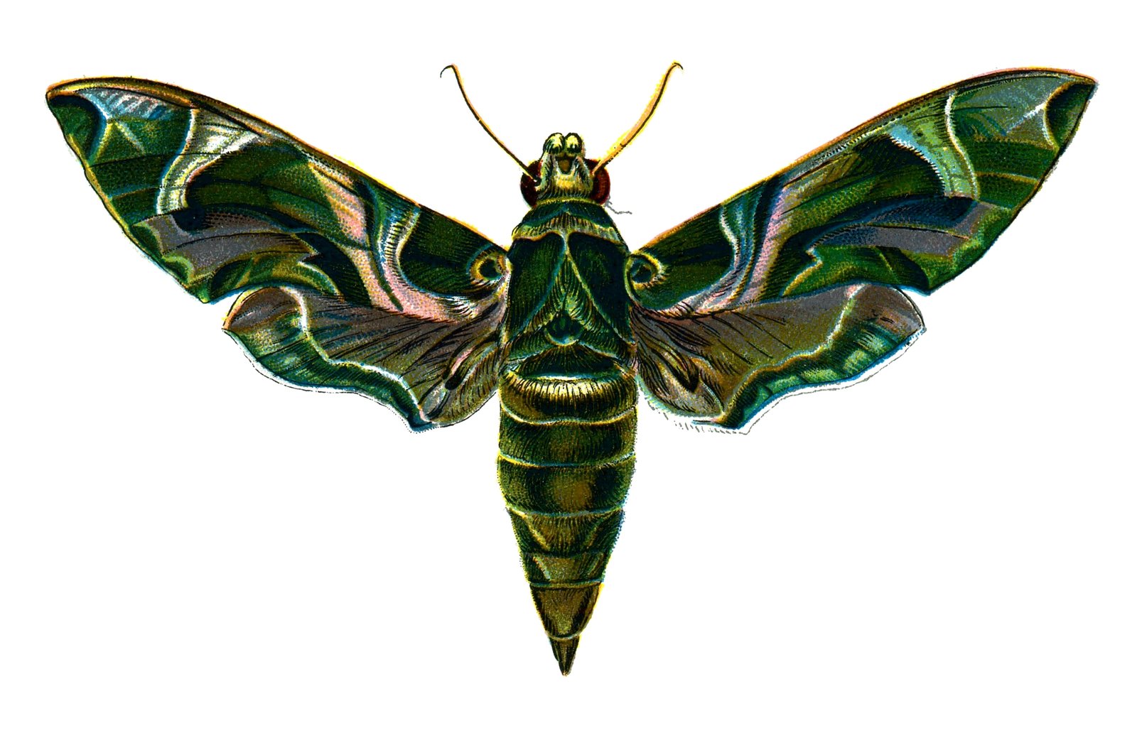 Hawk&#x20;moth