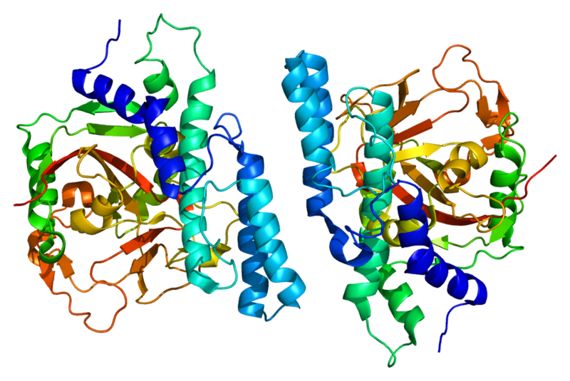 Structure&#x20;of&#x20;the&#x20;PARP1&#x20;protein