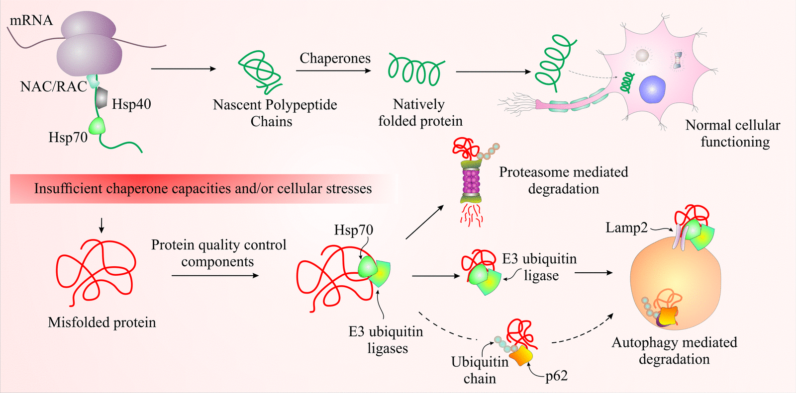 Role&#x20;of&#x20;the&#x20;MGRN1&#x20;protein&#x20;in&#x20;promoting&#x20;elimination&#x20;of&#x20;misfolded&#x20;proteins