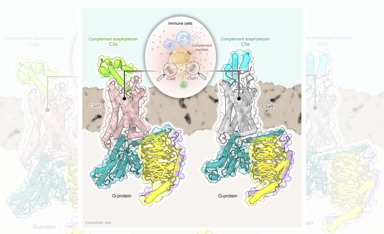 Structures provide the answer for the complement system - IndiaBioscience