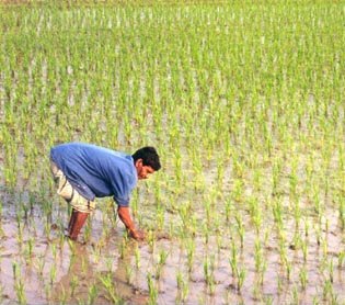 Rice&#x20;Field